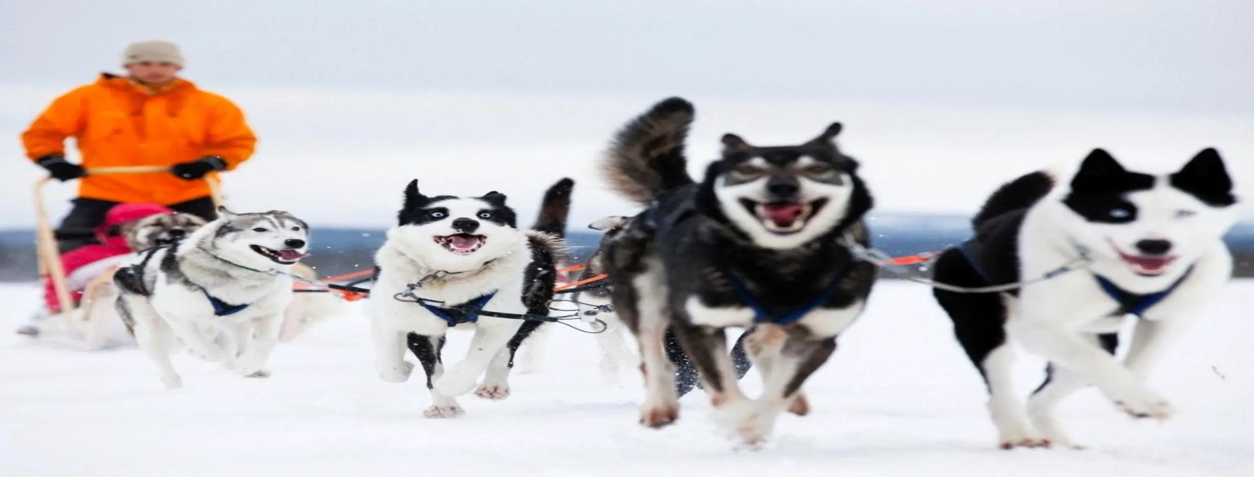 Image for Husky Safari